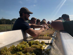 Winemaker Casey Kulczyk leads the grape sorting during Westcott Vineyards' 2025 harvest.
