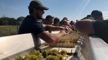 Winemaker Casey Kulczyk leads the grape sorting during Westcott Vineyards' 2025 harvest.
