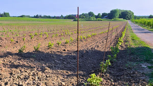 Baby vines at Bulter's Grant, under a blue sky with a dirt road on the right. 