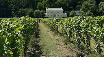 The cover crop at Butler's Grant vineyard. 