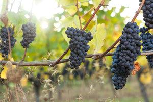 Our Ten Favourite Niagara Wineries
