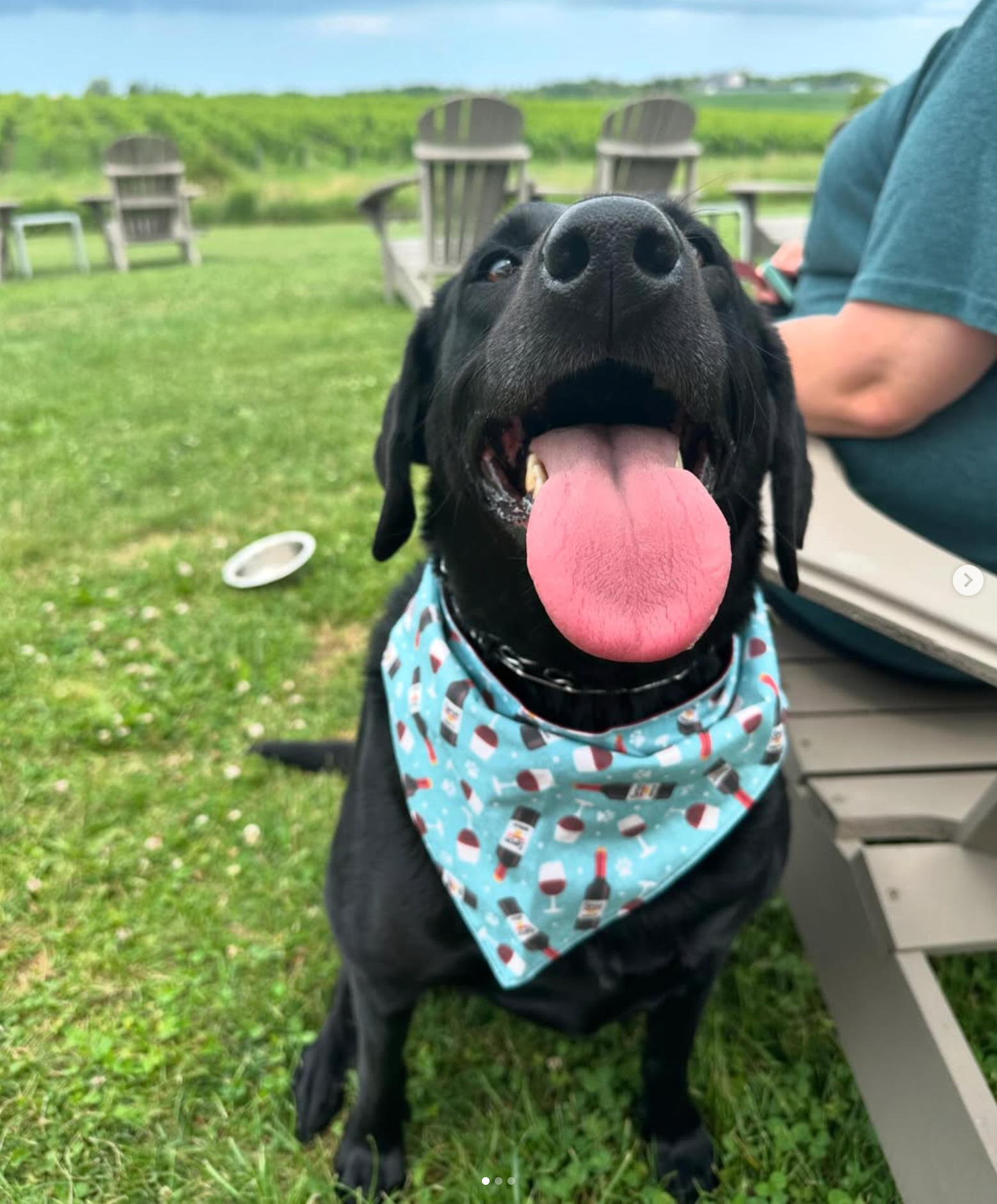 A black lab with a jaunty wine neckerchief pants happily on the Westcott Vineyards' dog-friendly lawn. 