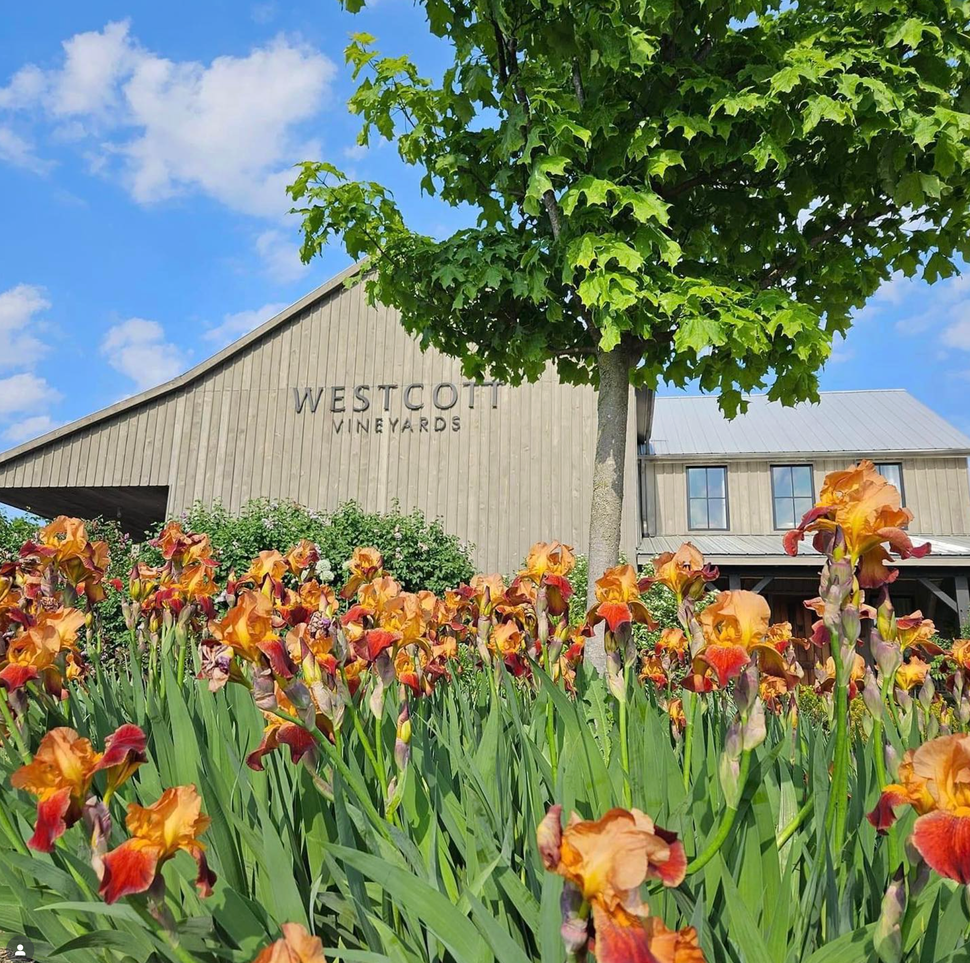 Westcott Vineyards with flowers and a tree in the foreground.