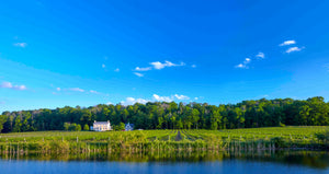 Summer Brunch in the Vineyard
