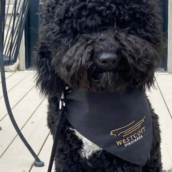 A very pretty black Labradoodle shows off her Westcott Vineyards Dog Bandana.