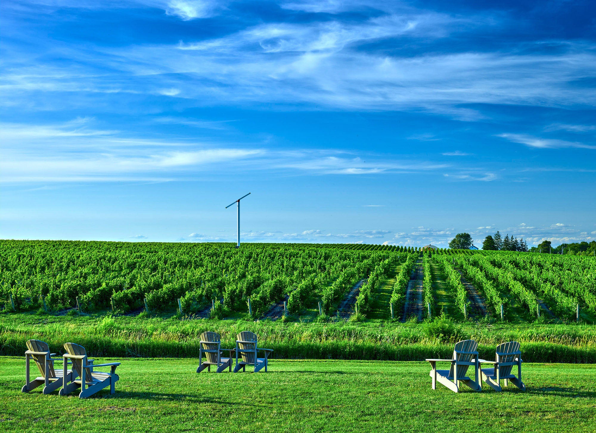 View of the Westcott home farm Niagara vineyard. 